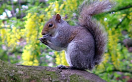 Fredericksburg Squirrel Removal