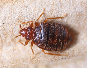 Fairfax Station Bed Bug Removal
