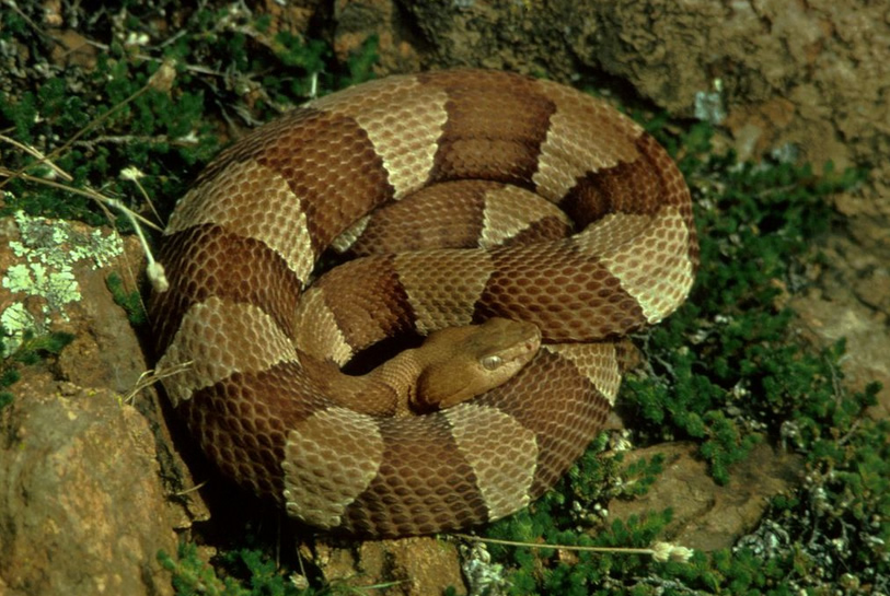 Somerset Snake Removal