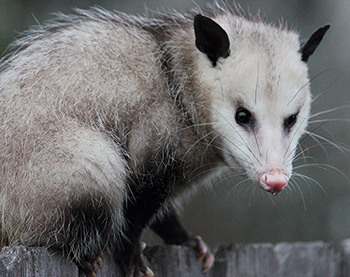 Galion Opossum Trapping