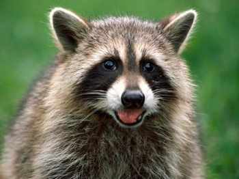 Tiro Raccoon Removal