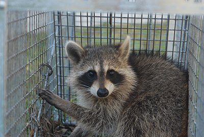 raccoon trapping in Ligonier, PA