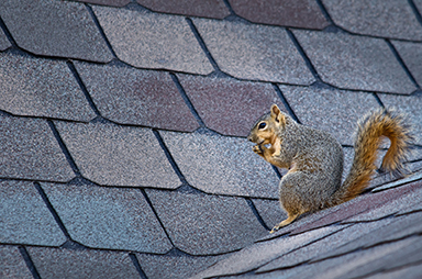 squirrel on roof Stafford County