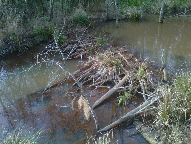 beaver dams