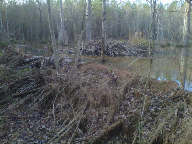 beaver dam in georgia