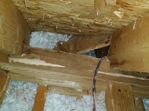 squirrel noises in attic