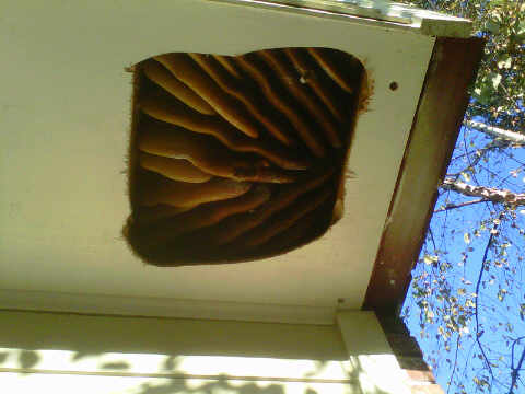 honey bees in attic