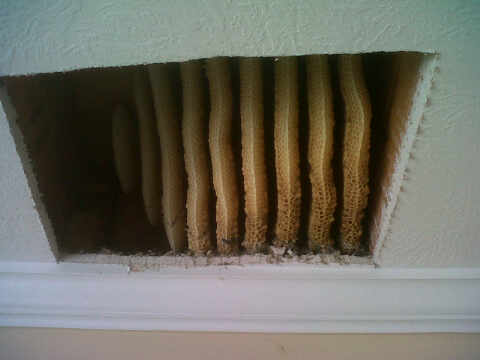 honey combs in wall, bee removal