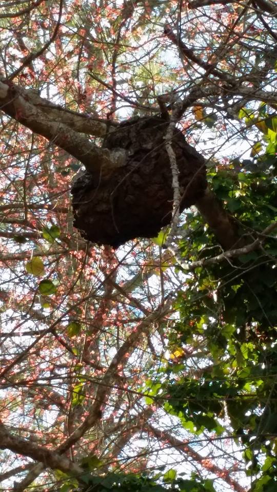 hornets nest removal