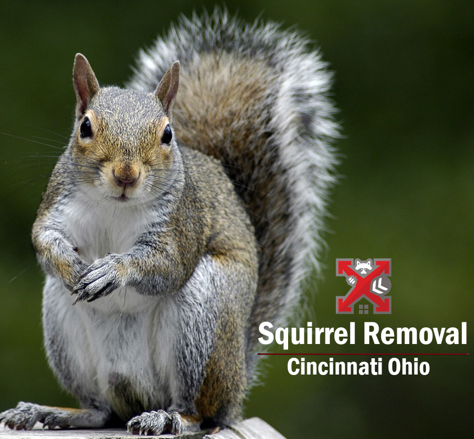 Cincinnati OH Squirrel Removal