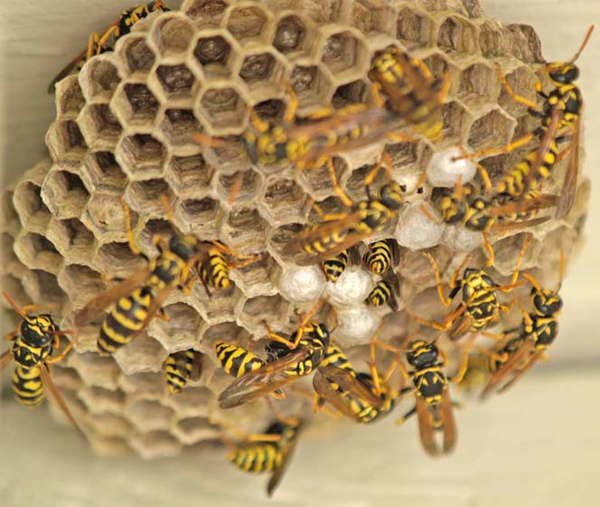 Georgia Wasp Removal
