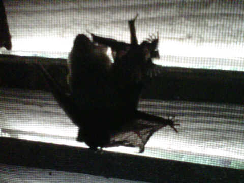 Baby bats in Alpharetta, GA
