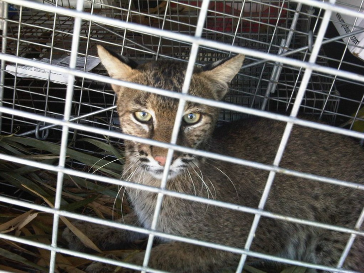 bobcat trapping