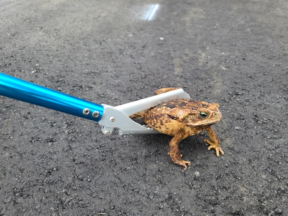 cane toad removal in Florida