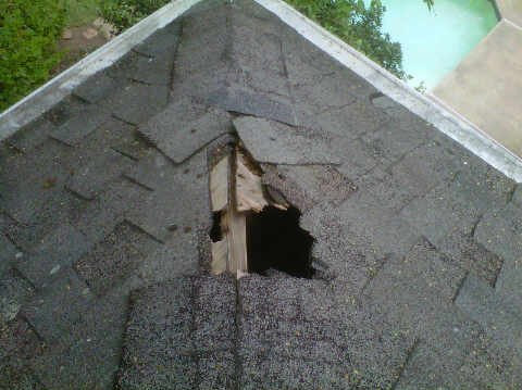 raccoon damaged roof