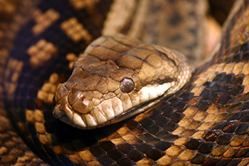 Gladeville Snake Removal