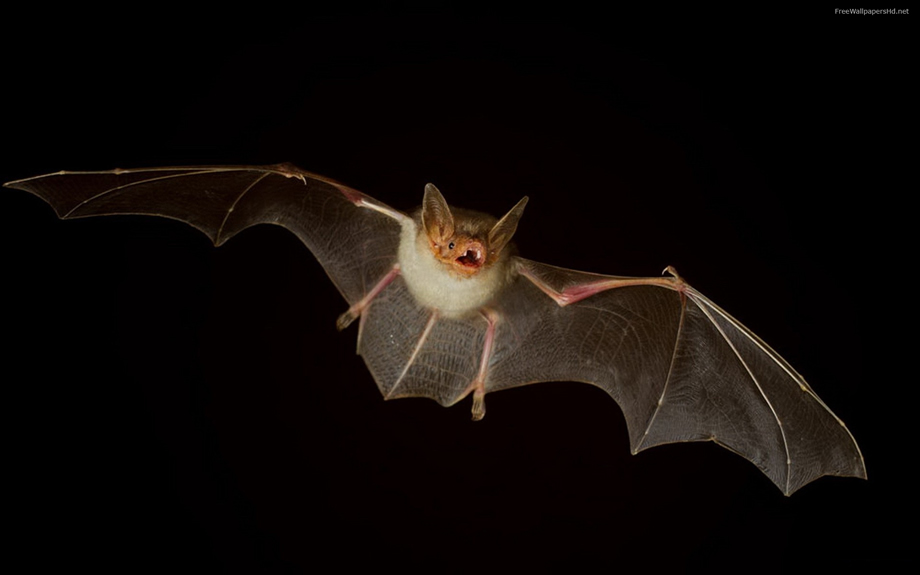 Alpharetta GA Bat Image
