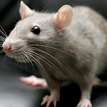 alpharetta rat removal