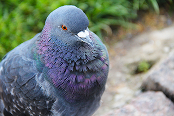 Melbourne Bird Control