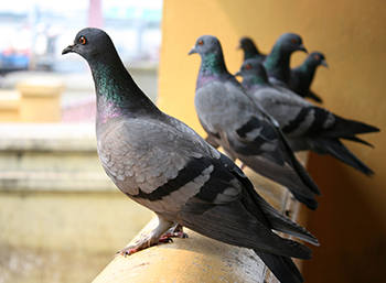 pigeon proofing in Florida