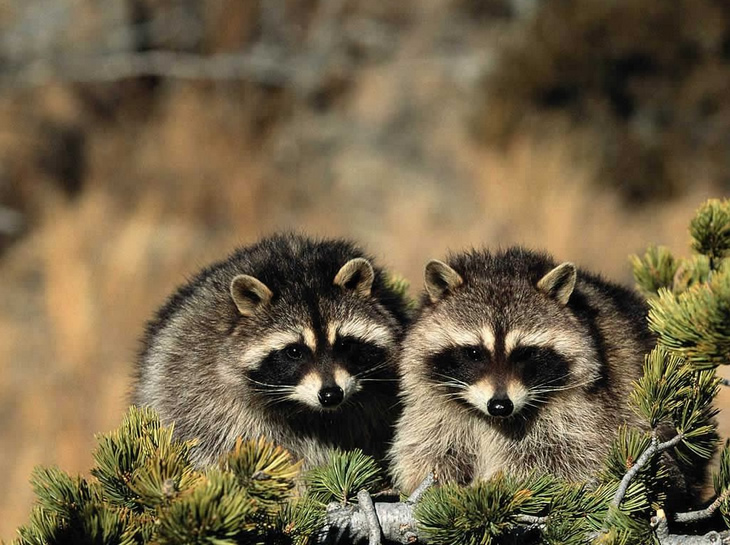 Highpoint OH Raccoon Exclusion Services