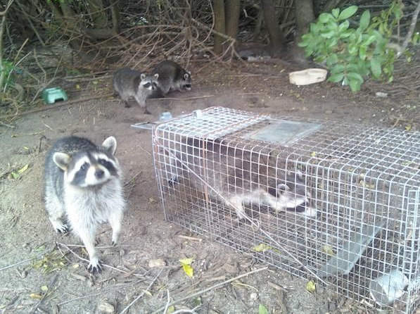 raccoon trapping in Blaine, PA