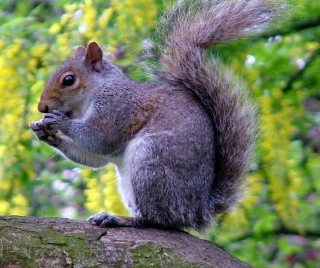 Squirrel trapping, Lemon Grove CA
