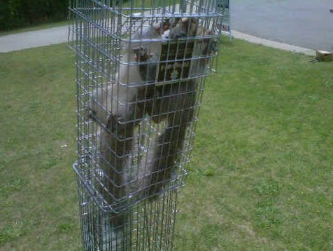 humane squirrel removal