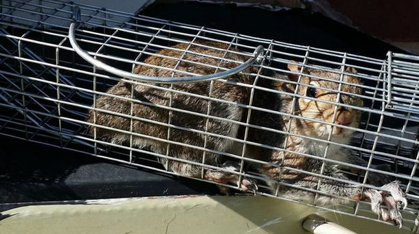 Squirrel Trapping, Duluth GA