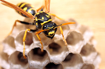Wasp Nest Removal in Wildwood Crest, NJ