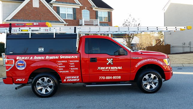 Conyers Wildlife Removal by Xceptional