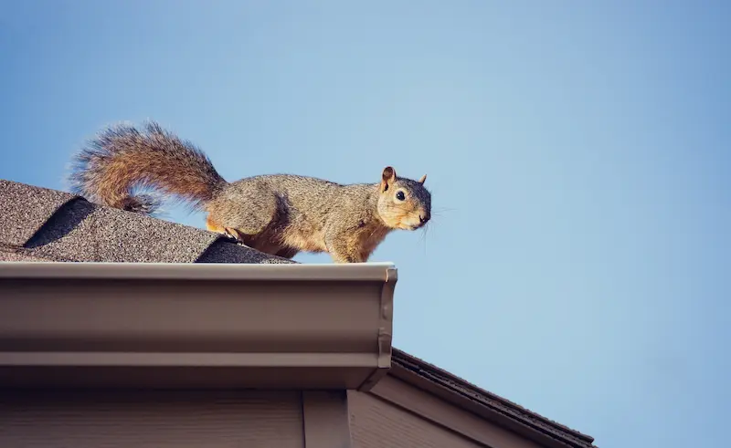 Squirrel on a residential roof looking to gain access to the attic. Let Xceptional help stop them from making your home theirs.