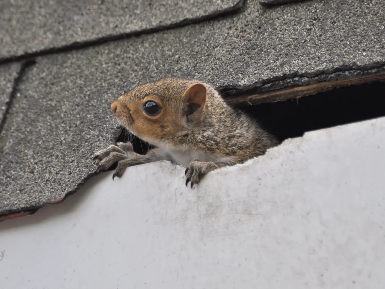 Squirrels In Your Attic in your area
