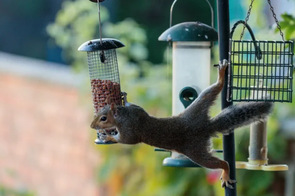 How to Keep Squirrels Away from Bird Feeders in your area