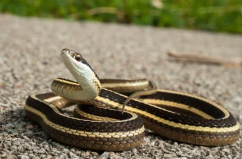 closeup of a garter snake on the ground