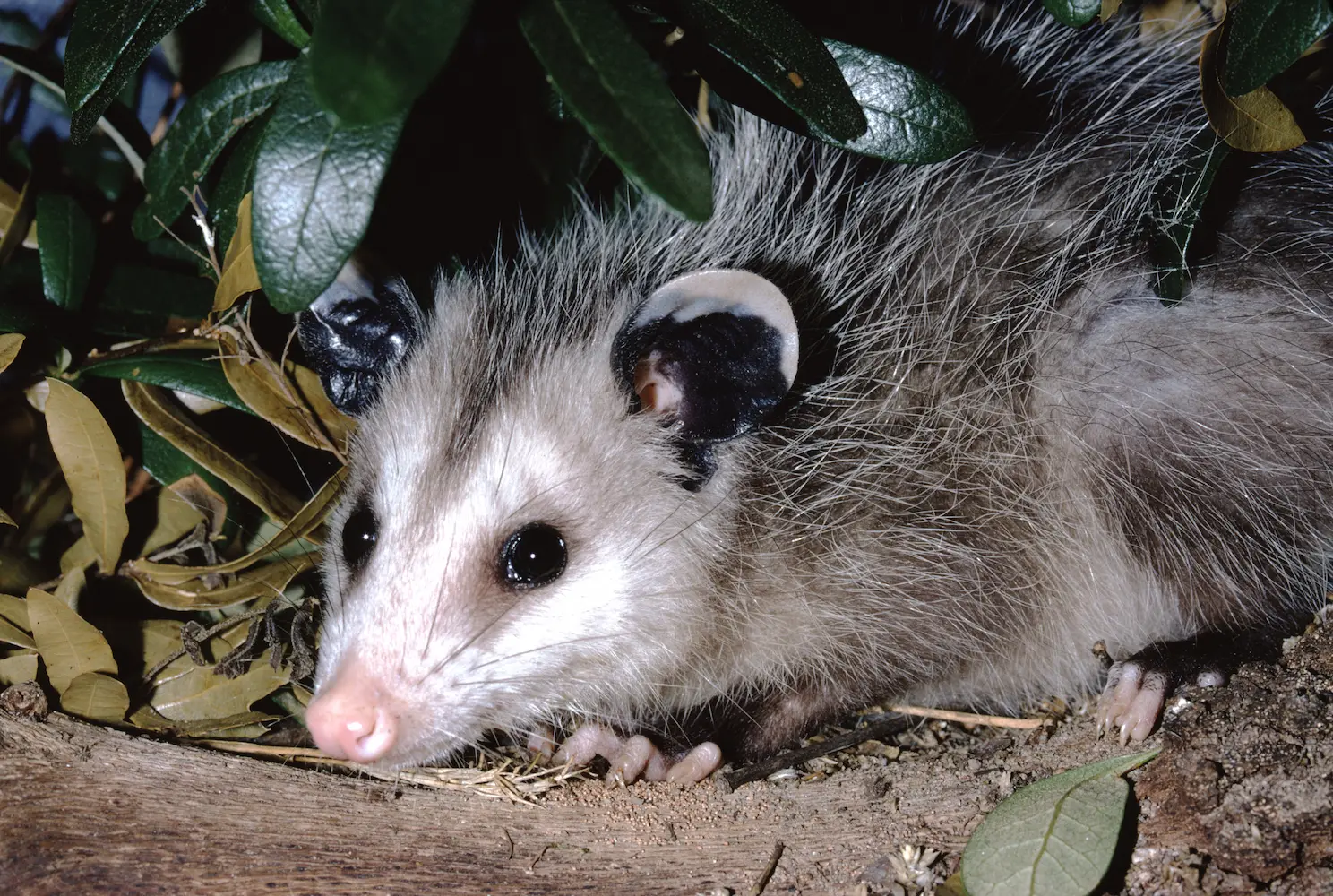Closeup of a possum hiding in a tree