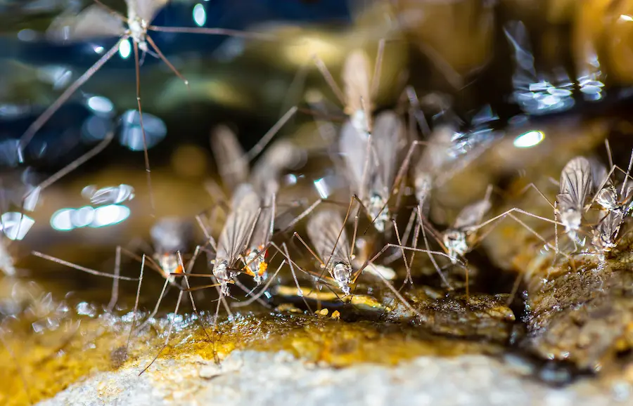 Closeup of a mosquito swarm in a puddle of water on a rock