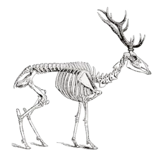 Animal skeleton icon