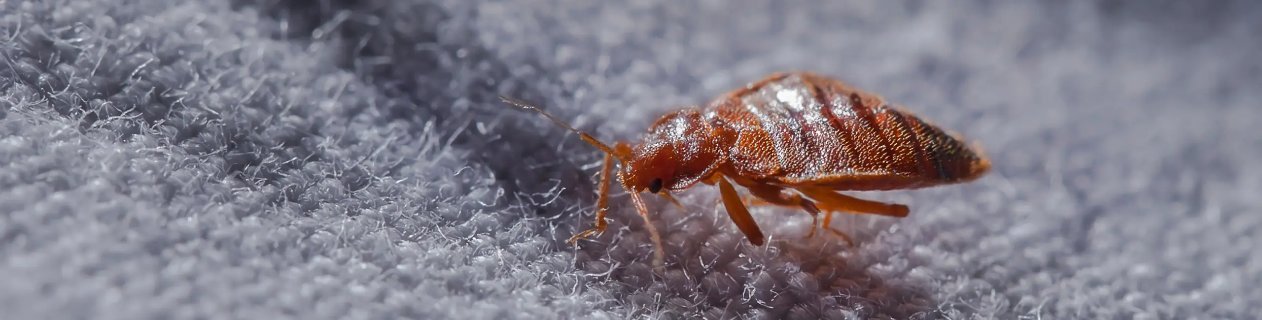 Bed bug crawling on a bed sheet