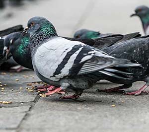 Pigeons eating crumbs on a city street - commercial pigeon and bird control in Virginia | Xceptional Wildlife Removal