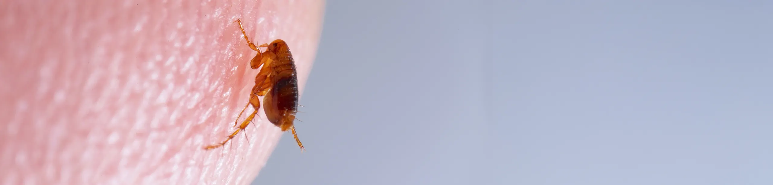 Flea on a human finger, demonstrating the small size of fleas