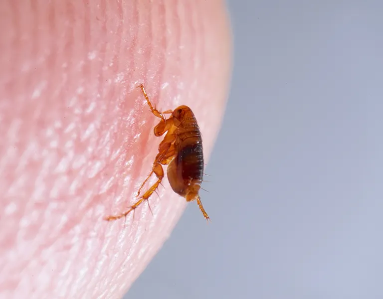 Close up of a flea on a person's finger