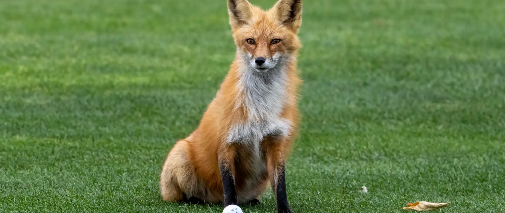 Recurring Wildlife Service in your area