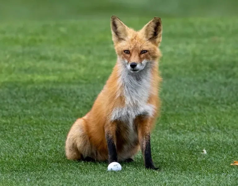 A red fox on a golf course, before commercial wildlife trapping