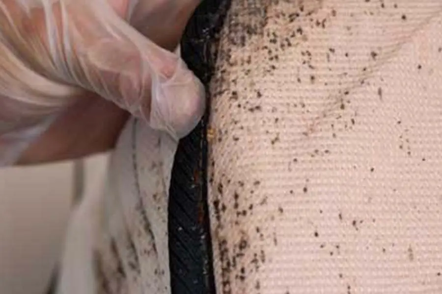 Mattress infested with bed bugs