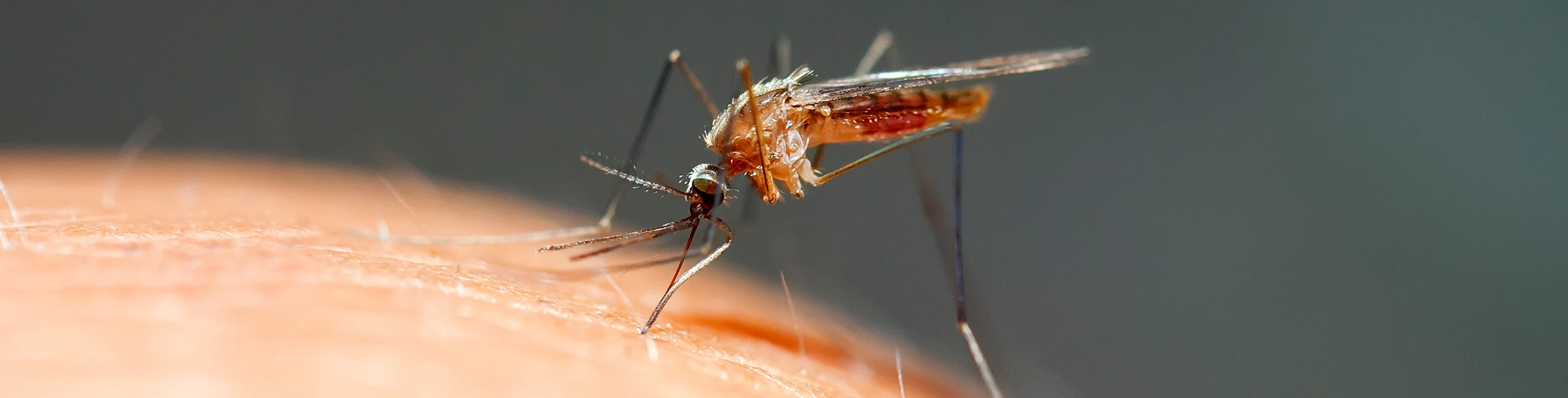 Mosquito landing on person. Get mosquito control