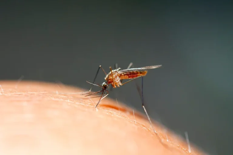 Close up of a mosquito on a person's hand