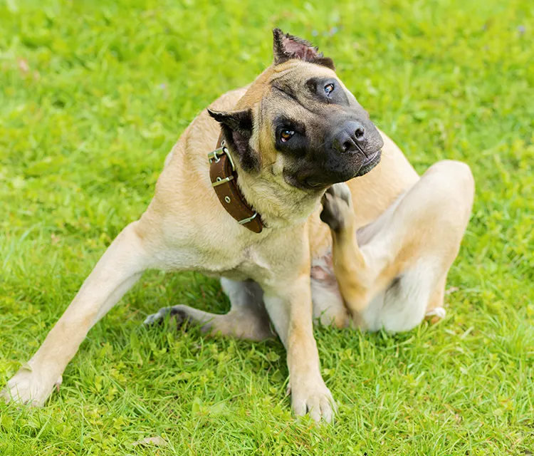 Dog scratching fleas