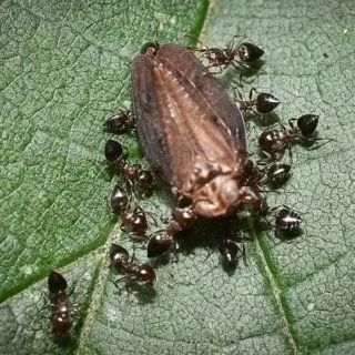A swarm of acrobat ants on an insect