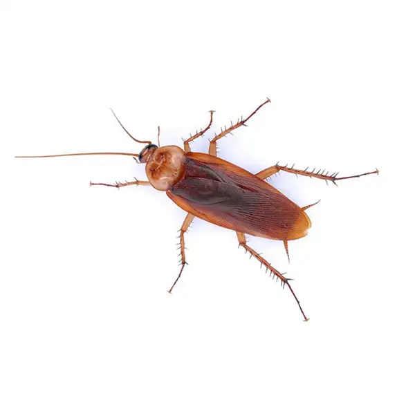 American cockroach on a white background